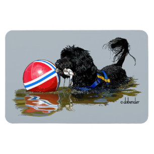 Portugiesischer Wasser-Hund 2 mit Bojen-Ball Magnet