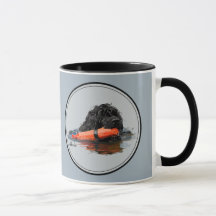 Portugiesischer Wasser-Hund mit orange Stoßdämpfer