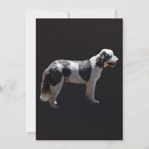 Portugiesischer Wasserhund