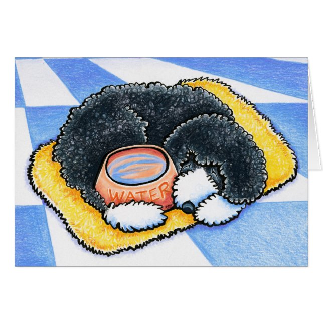 Portugiesischer Wasserhund (Vorderseite (Horizontal))