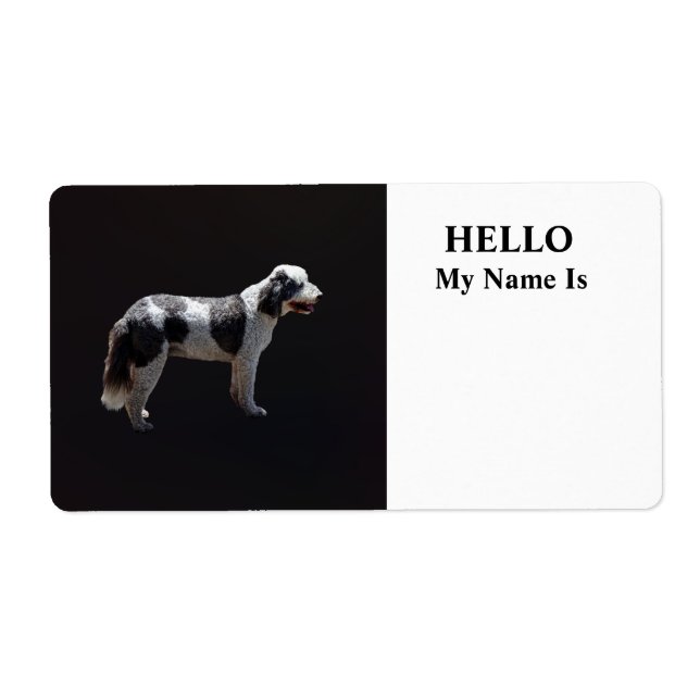 Portugiesischer Wasserhund (Vorne)