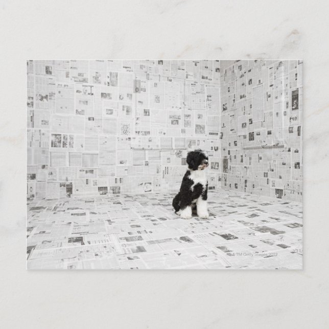 Portugiesischer Wasserhund im Zimmer Postkarte (Vorderseite)