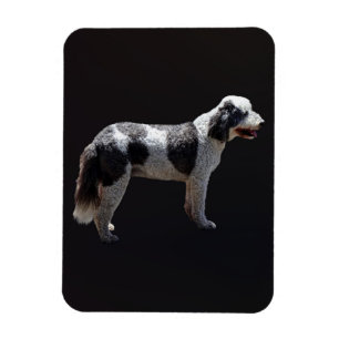 Portugiesischer Wasserhund Magnet