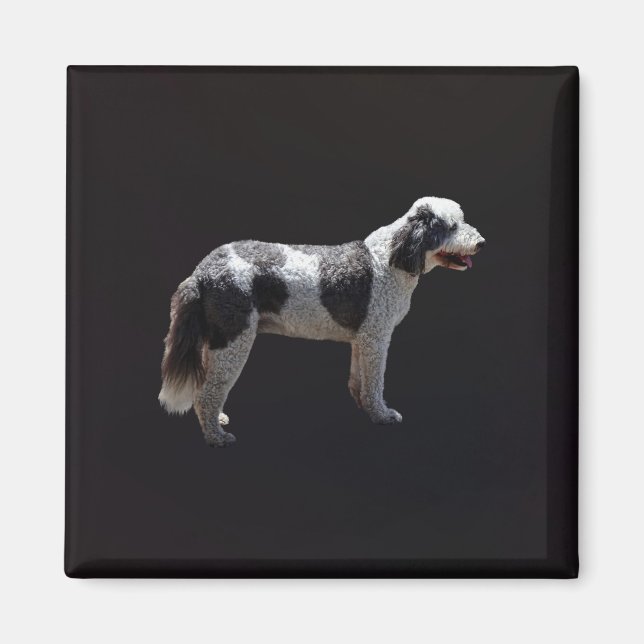 Portugiesischer Wasserhund Magnet (Vorne)