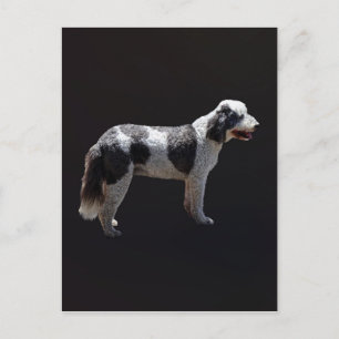 Portugiesischer Wasserhund Postkarte