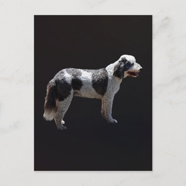 Portugiesischer Wasserhund Postkarte (Vorderseite)