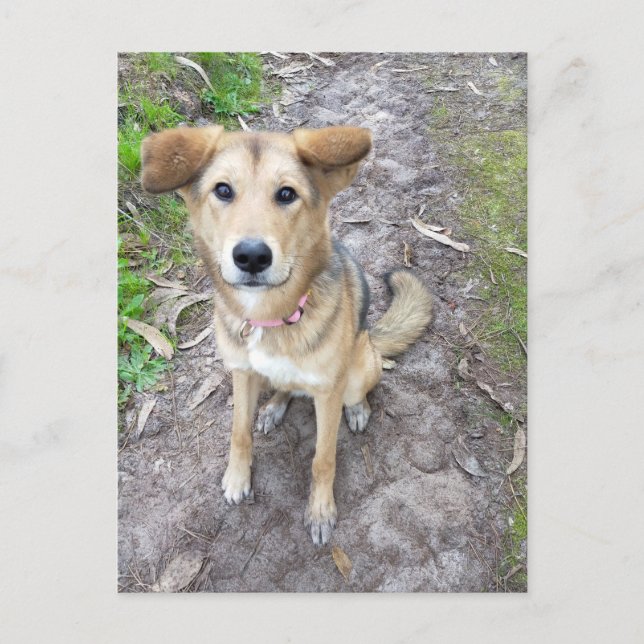 Portuguese Akita and German Shepherd mix female Postkarte (Vorderseite)