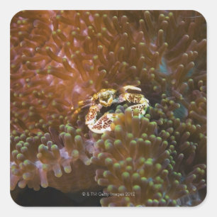 Porzellankrabbe in den Seeanemonen, Nordsulawesi Quadratischer Aufkleber