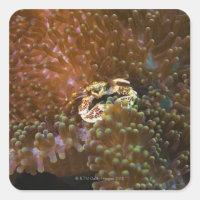 Porzellankrabbe in Seeanemonen, Nord-Sulawesi