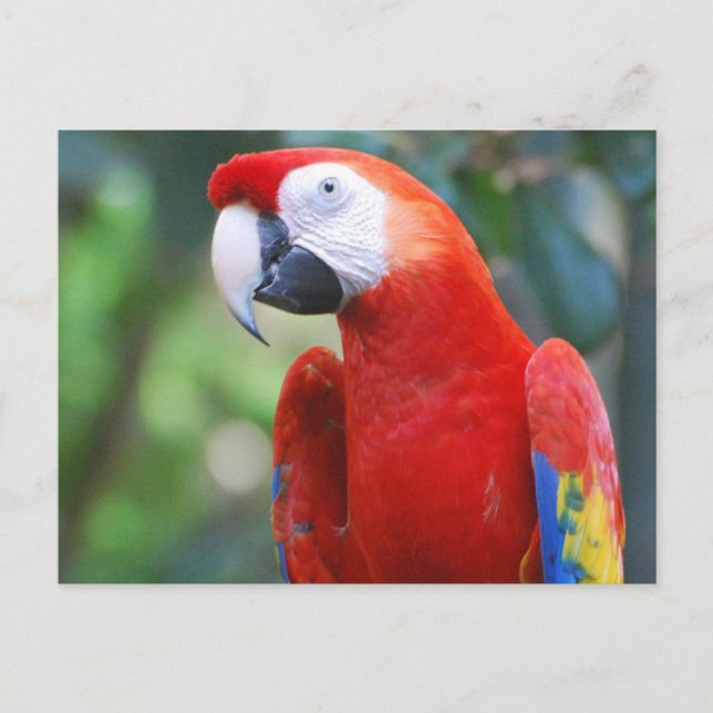 Posen Parrot Postcard Postkarte (Vorderseite)