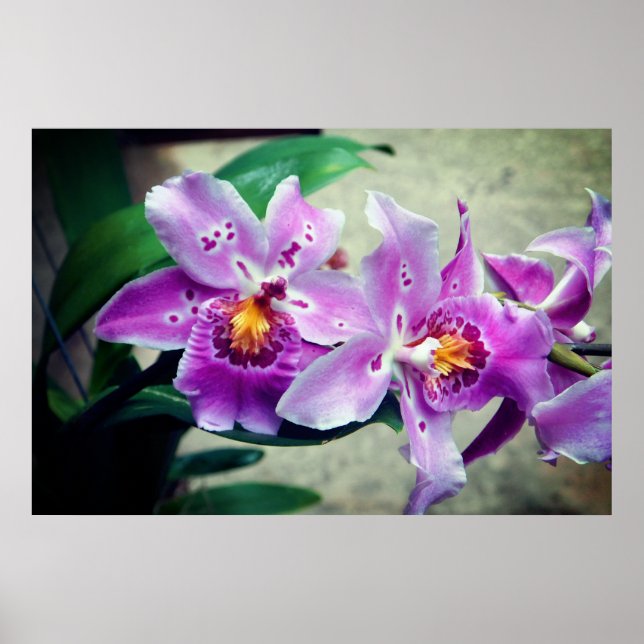 Posh Lila Orchids Poster (Vorne)