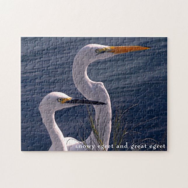 Posing Egrets (Horizontal)