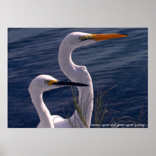 Posing Egrets Poster