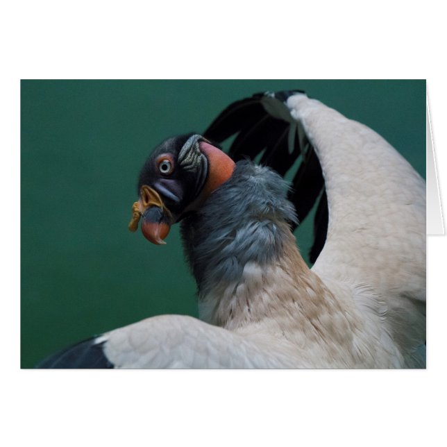 Posing-Geier (Vorderseite (Horizontal))