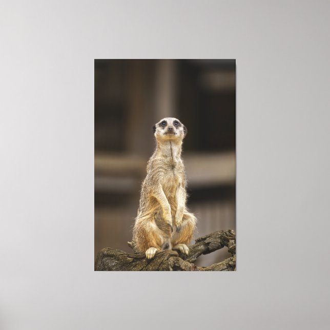 Posing Meerkat Leinwanddruck (Vorderseite)