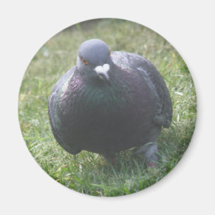 Posing Pigeon Magnet