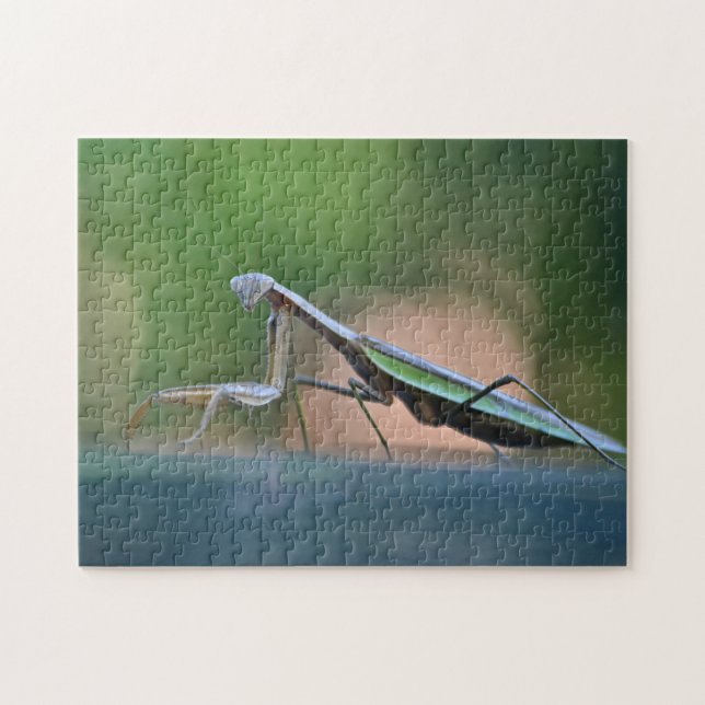 Posing Praying Mantis (Horizontal)