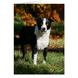 Position d'automne de border collie