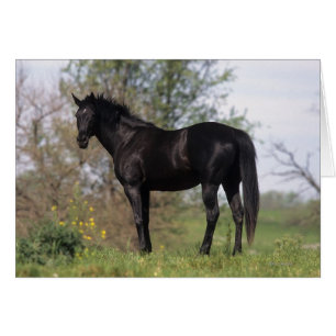 Position de cheval de pur sang