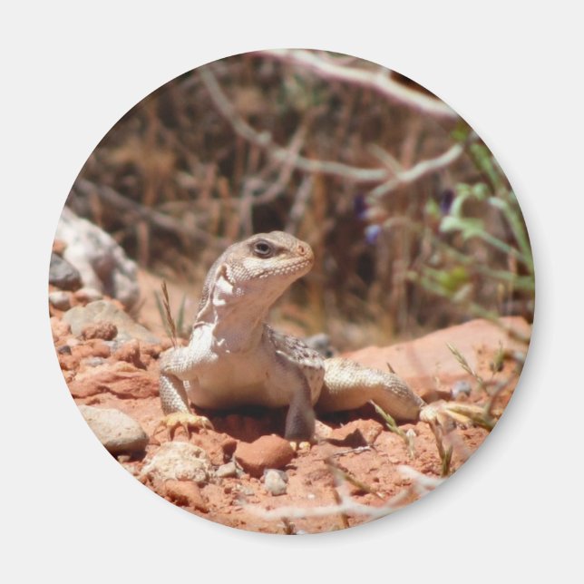 Position für die Kamera Magnet (Vorne)