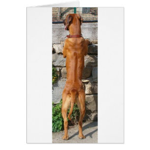 position rhodesian de ridgeback