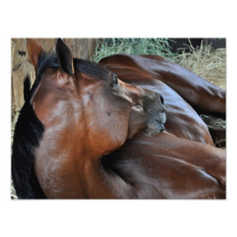 Positiv Royal Fotodruck