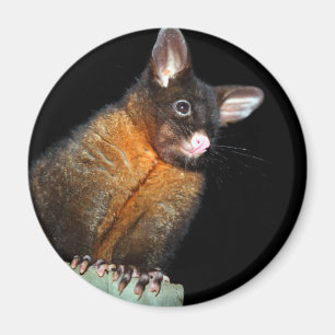 Possum in der Nacht Magnet