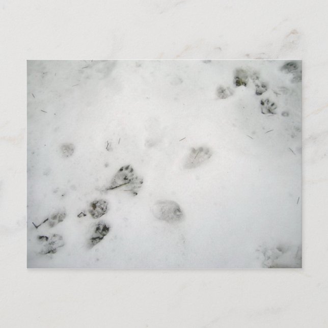 Possum Prints Postkarte (Vorderseite)