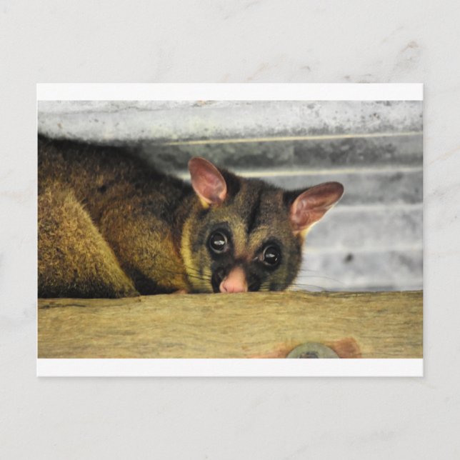 POSSUM QUEENLAND AUSTRALIEN POSTKARTE (Vorderseite)