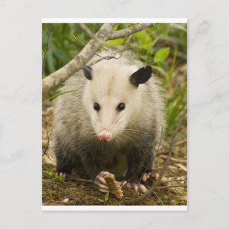 Possummen sind Hübsch - Opossum Didelphimorphie Postkarte