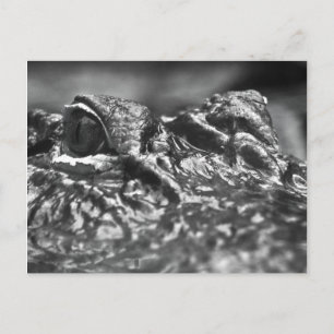POST CARD Cape Fear Alligator - North Carolina Postkarte