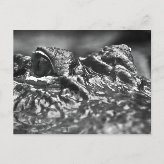 POST CARD Cape Fear Alligator - North Carolina Postkarte (Vorderseite)