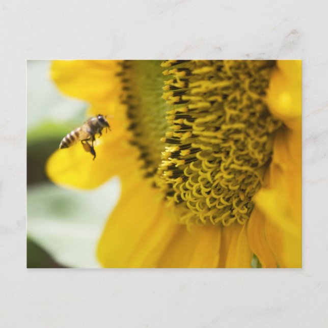 Post Card für Bienen und Sonnenblumen Postkarte (Vorderseite)