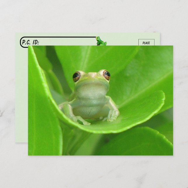 Post-croisement = Carte postale Cute Little Tree F (Devant / Derrière)