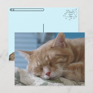 Post-croisement - Sleepy Kitty Taz - Carte postale