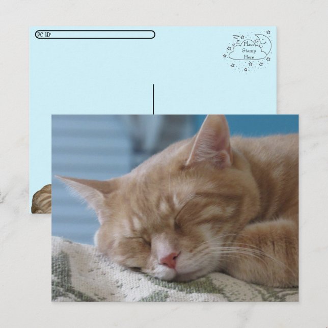 Post-croisement - Sleepy Kitty Taz - Carte postale (Devant / Derrière)