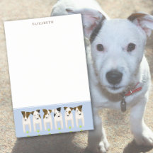 6 Jack Russell Terriers lancer ma balle