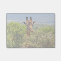 Adorable Giraffe Poking His Head Above The Trees