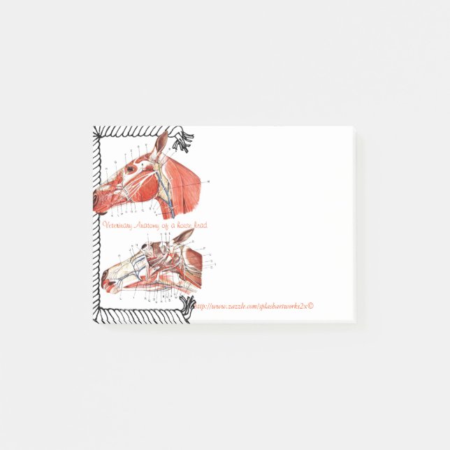 Post-it® "Anatomie vétérinaire d'une tête de cheval " (Devant)