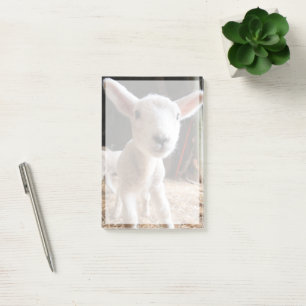 Post-it® Animaux de bébés cutest   Agneau mignon dans une f