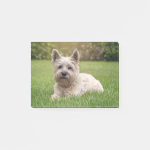 Post-it® Animaux de bébés cutest   Cairn Terrier Dog