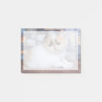 Animaux de bébés cutest | Calico Persian Kitten