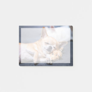Post-it® Animaux de bébés cutest   Chihuahua Chig aux cheve