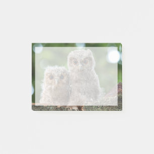 Post-it® Animaux de bébés cutest   Deux jeunes hiboux