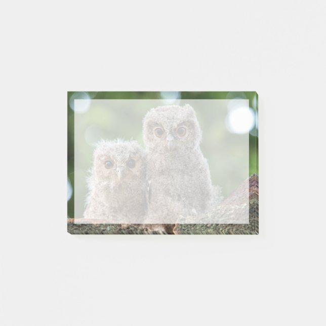 Post-it® Animaux de bébés cutest | Deux jeunes hiboux (Devant)