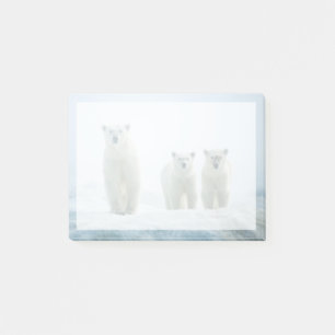Post-it® Animaux de bébés cutest   Trois jeunes ours polair