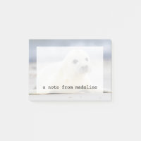 Bébé phoque des images | de Getty