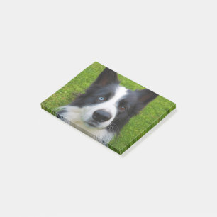 Post-it® Bordure Collie