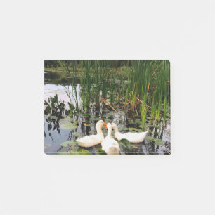 Post-it® Canards blancs, caleçons, cattails, lac