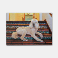 Caniche standard d'abricot - Bocelli